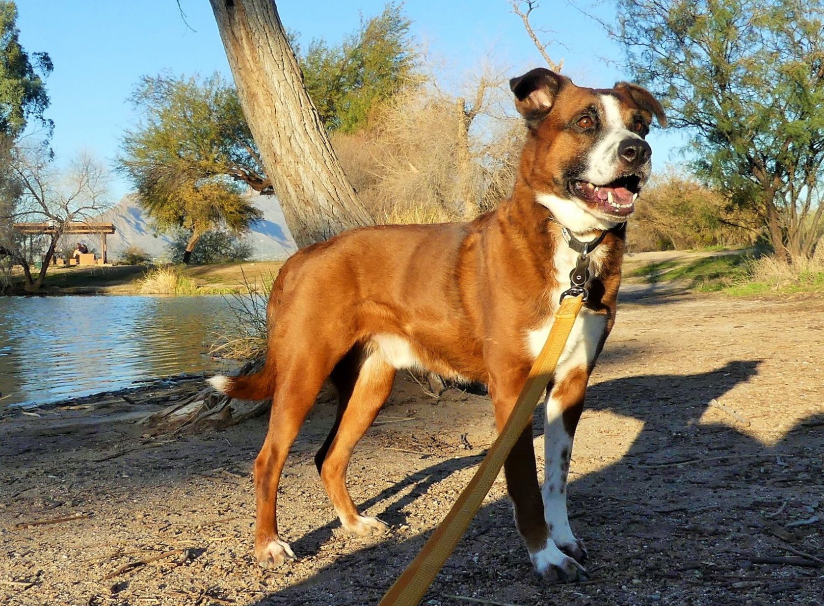 Adopt a friend: Chip
